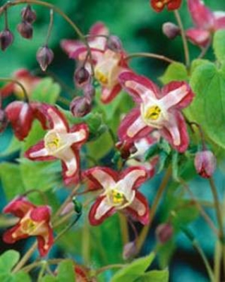 Epimedium purple red rubrum